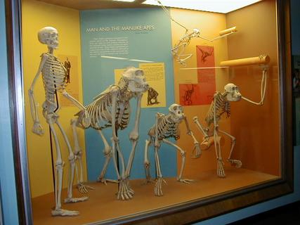 Man and man-like ape skeletons<br>Location: <a href="https://www.google.com/maps/search/?api=1&query=38.89096,-77.02601" target="_new">Smithsonian National Museum of Natural History</a>